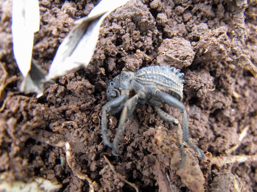 Brachycerus albidentatus - Brachyceridae